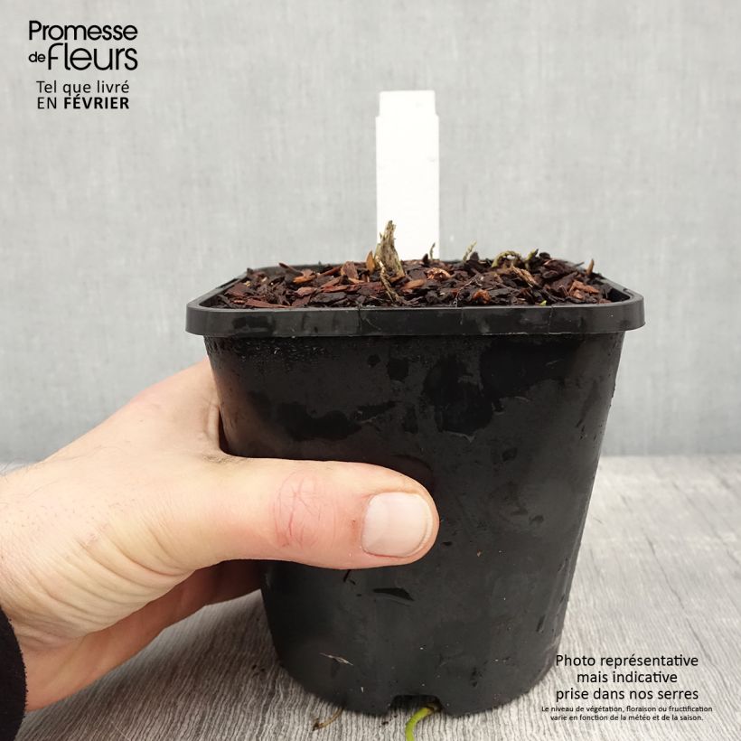 Exemplaar van Hosta Sagae Pot de 1,5L/2L zoals geleverd in de winter