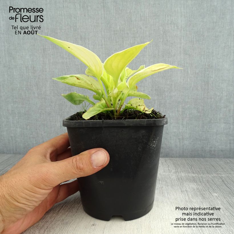 Exemplaar van Hosta Saint Elmo's Fire - Hartlelie Pot van 1,5 l/2 l zoals geleverd in de zomer