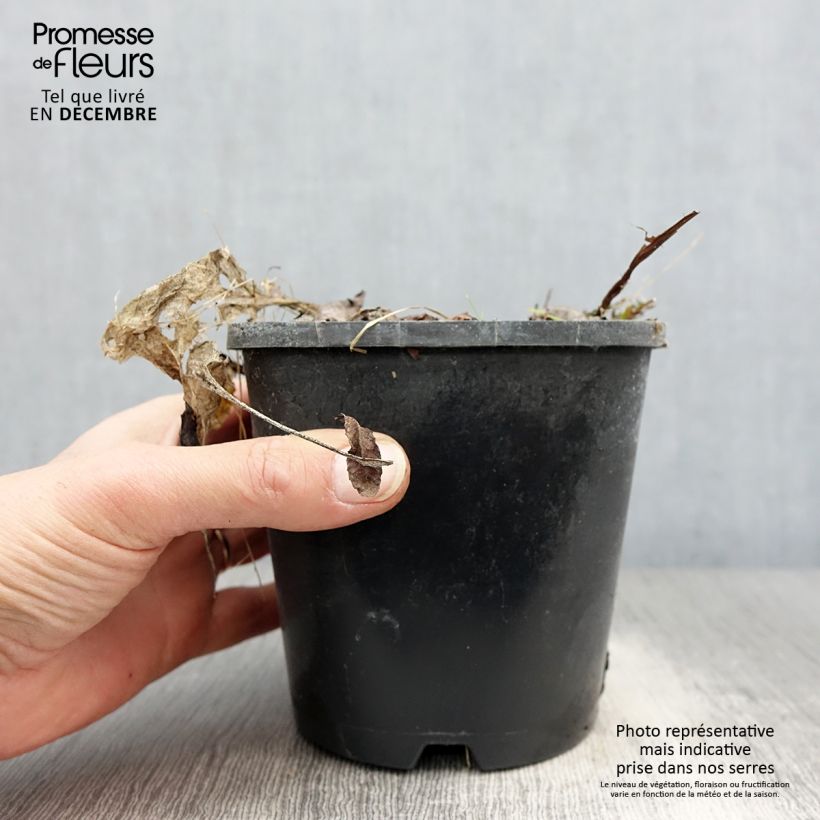 Exemplaar van Hosta Saint Elmo's Fire Pot de 1,5L/2L zoals geleverd in de winter