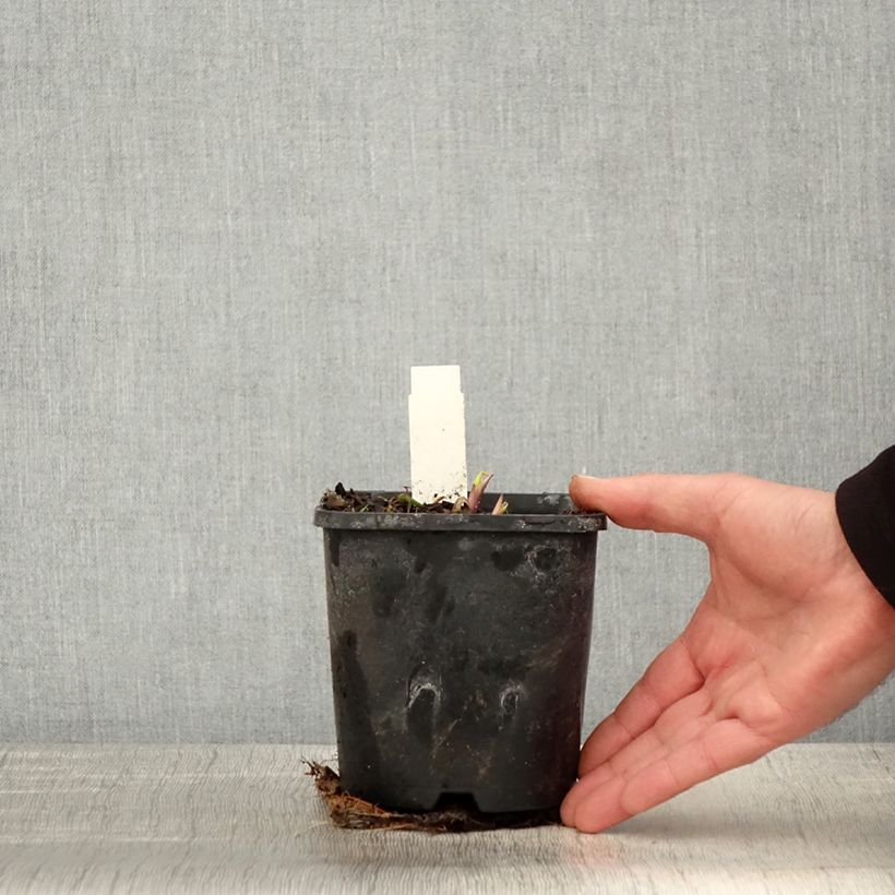 Exemplaar van Hosta Saint Elmo's Fire - Hartlelie Pot van 1,5 l/2 l zoals geleverd in de lente