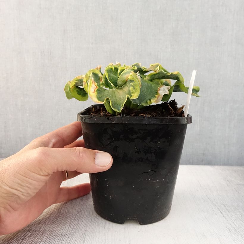 Exemplaar van Hosta School Mouse - Hartlelie Pot van 1,5 l/2 l zoals geleverd in de zomer
