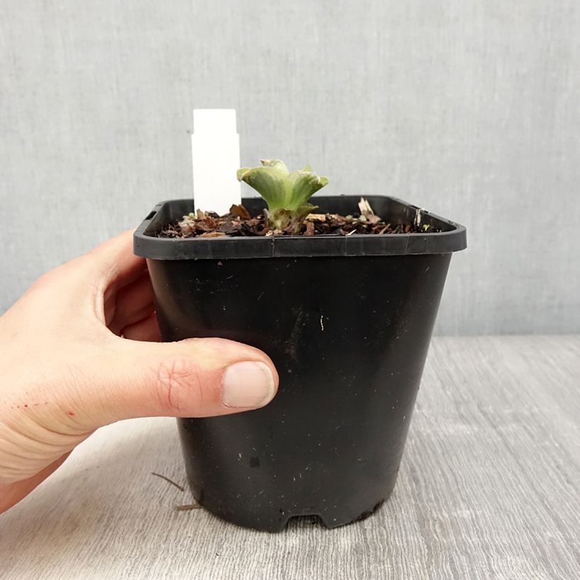 Exemplaar van Hosta School Mouse - Hartlelie Pot van 1,5 l/2 l zoals geleverd in de lente