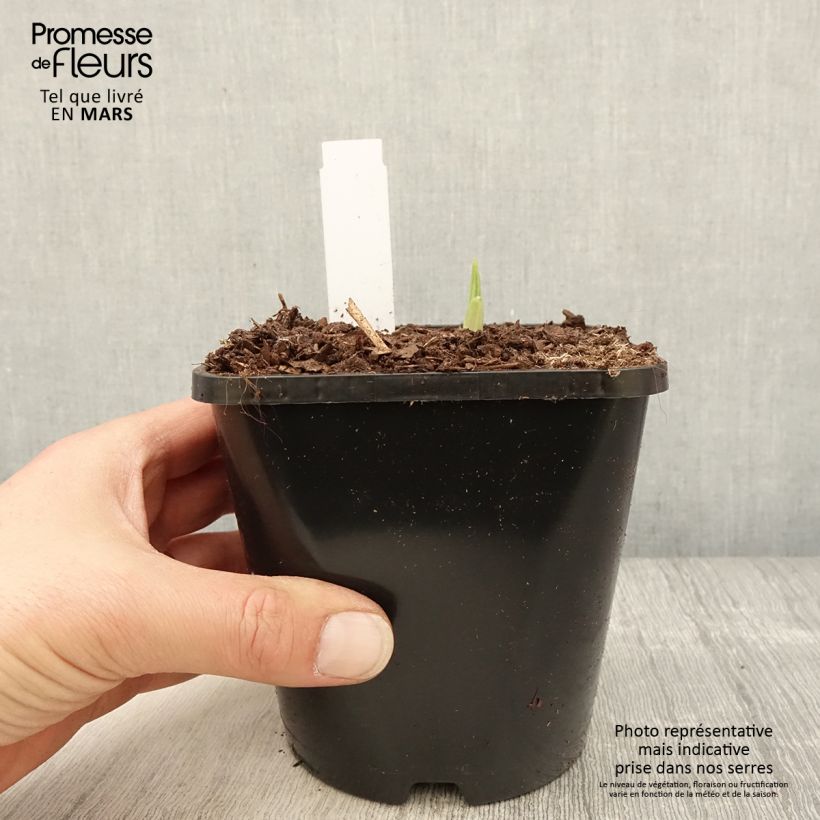 Exemplaar van Hosta Siberian Tiger - Hartlelie Pot van 1,5 l/2 l zoals geleverd in de lente