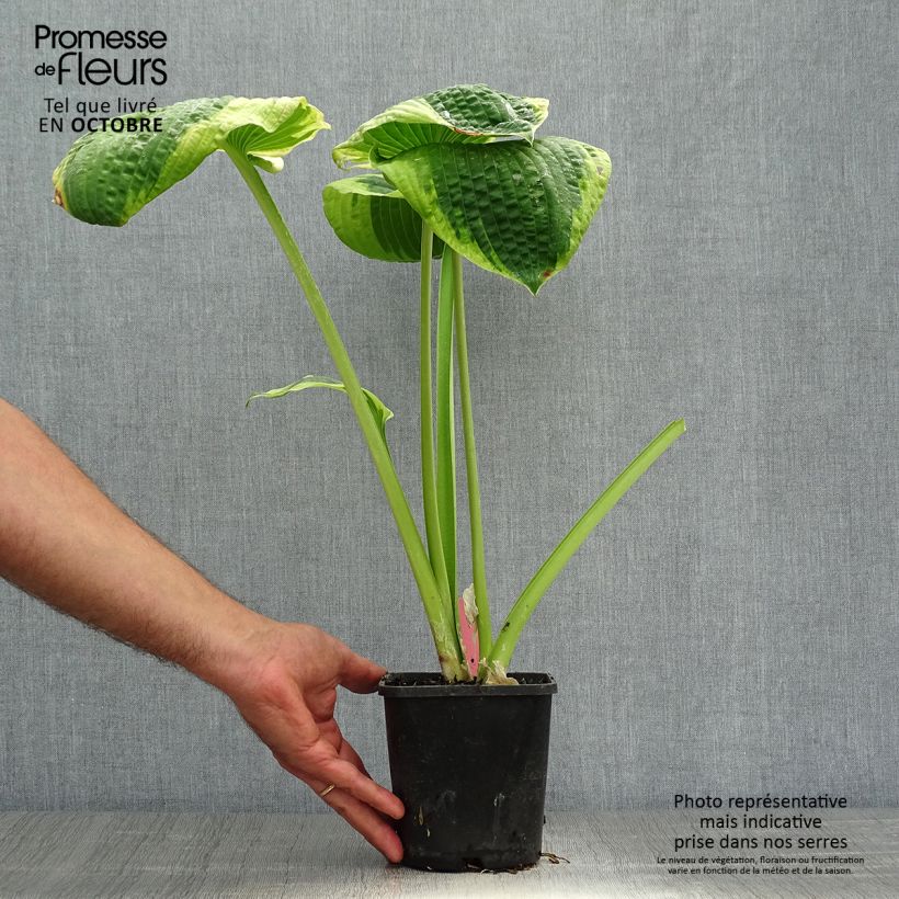 Exemplaar van Hosta sieboldiana Frances Williams - Hartlelie Pot van 2 l/3 l zoals geleverd in de herfst