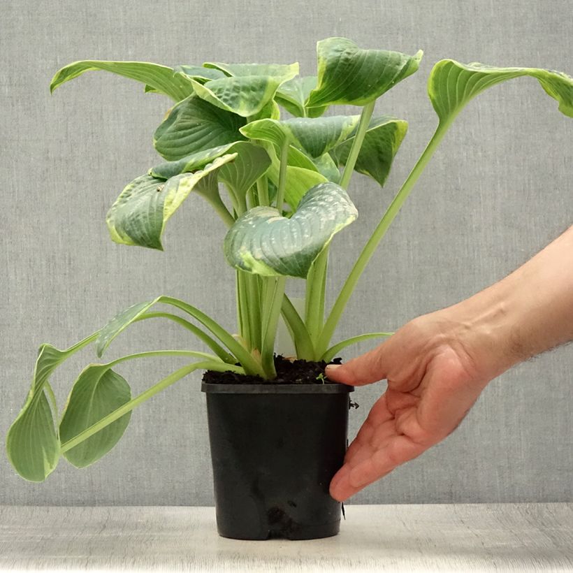 Exemplaar van Hosta sieboldiana Frances Williams - Hartlelie Pot van 2 l/3 l zoals geleverd in de zomer