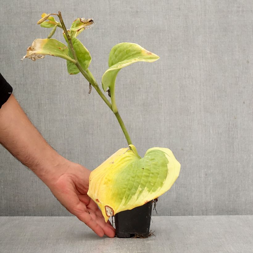 Exemplaar van Hosta sieboldiana Frances Williams - Hartlelie Kweekpotje van 8/9 cm zoals geleverd in de herfst