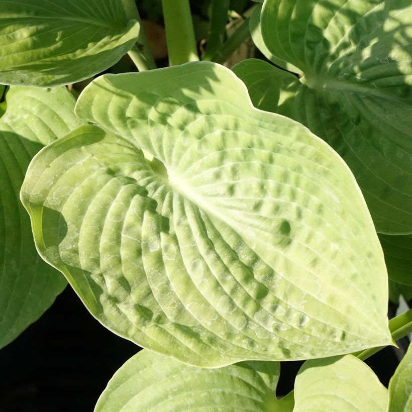 Hosta sieboldiana - Hartlelie (Blad)