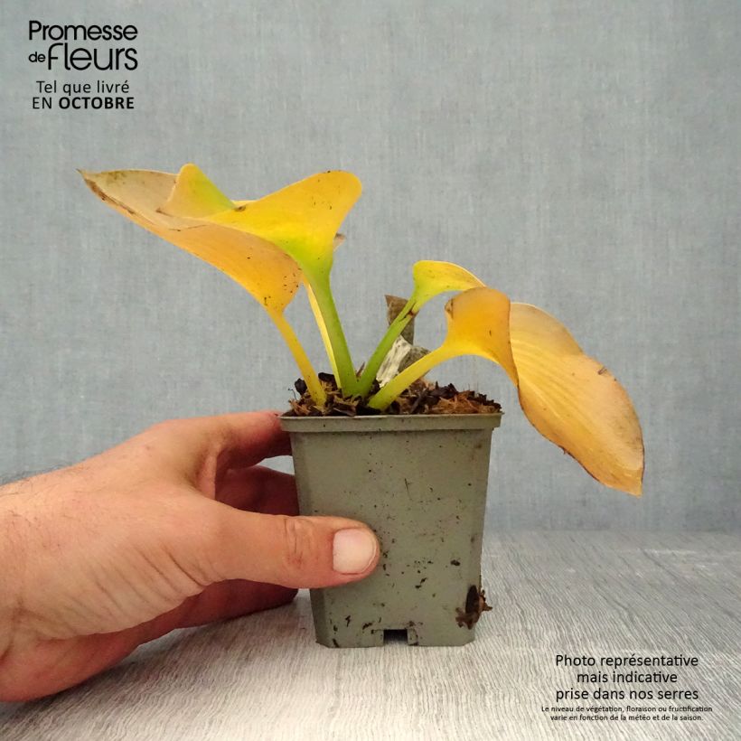 Exemplaar van Hosta sieboldiana elegans - Hartlelie Kweekpotje van 8/9 cm zoals geleverd in de herfst