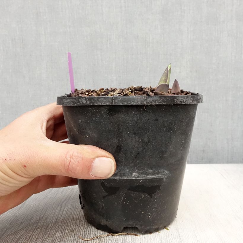 Example of Hosta sieboldiana elegans - Hartlelie Pot van 1,5 l/2 l as you get in printemps