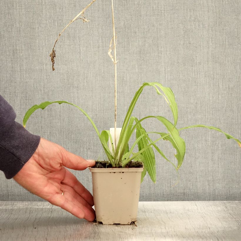 Exemplaar van Hosta sieboldii Kabitan - Hartlelie Kweekpotje van 8/9 cm zoals geleverd in de herfst