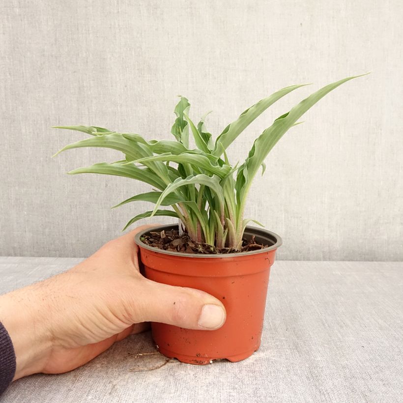 Exemplaar van Hosta Silly String - Hartlelie Pot van 12 cm / 13 cm zoals geleverd in de lente
