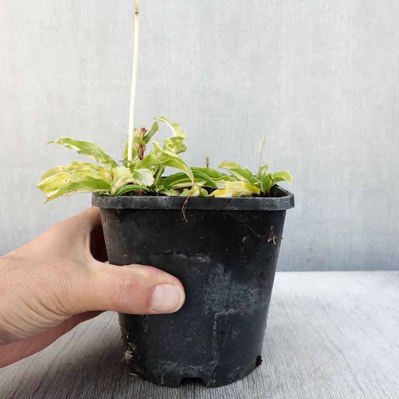 Exemplaar van Hosta Sizzle - Hartlelie Pot van 1,5 l/2 l zoals geleverd in de herfst