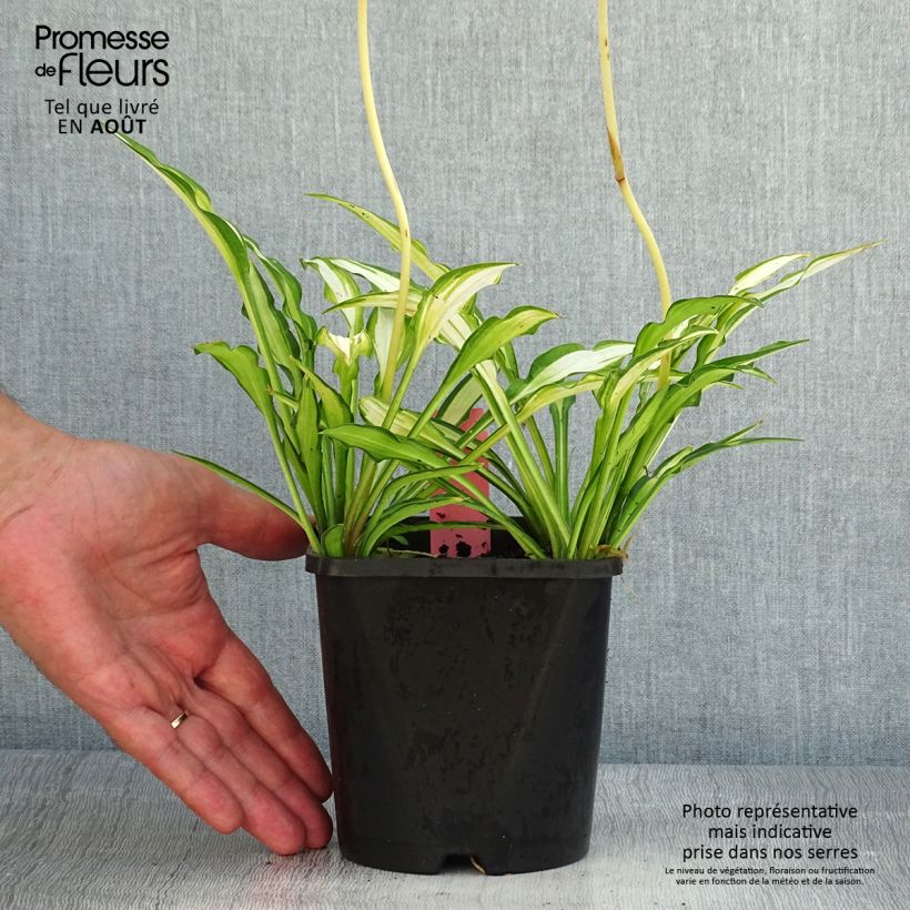 Exemplaar van Hosta Sizzle - Hartlelie Pot van 1,5 l/2 l zoals geleverd in de zomer