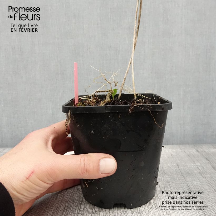 Exemplaar van Hosta Sizzle Pot de 1,5L/2L zoals geleverd in de winter
