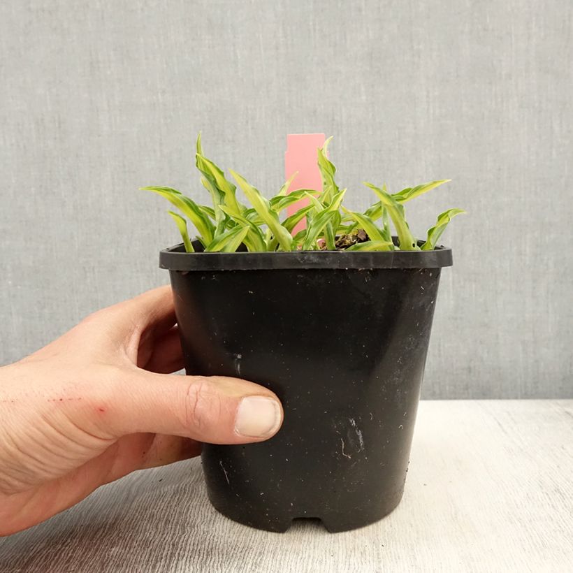 Exemplaar van Hosta Sizzle - Hartlelie Pot van 1,5 l/2 l zoals geleverd in de lente