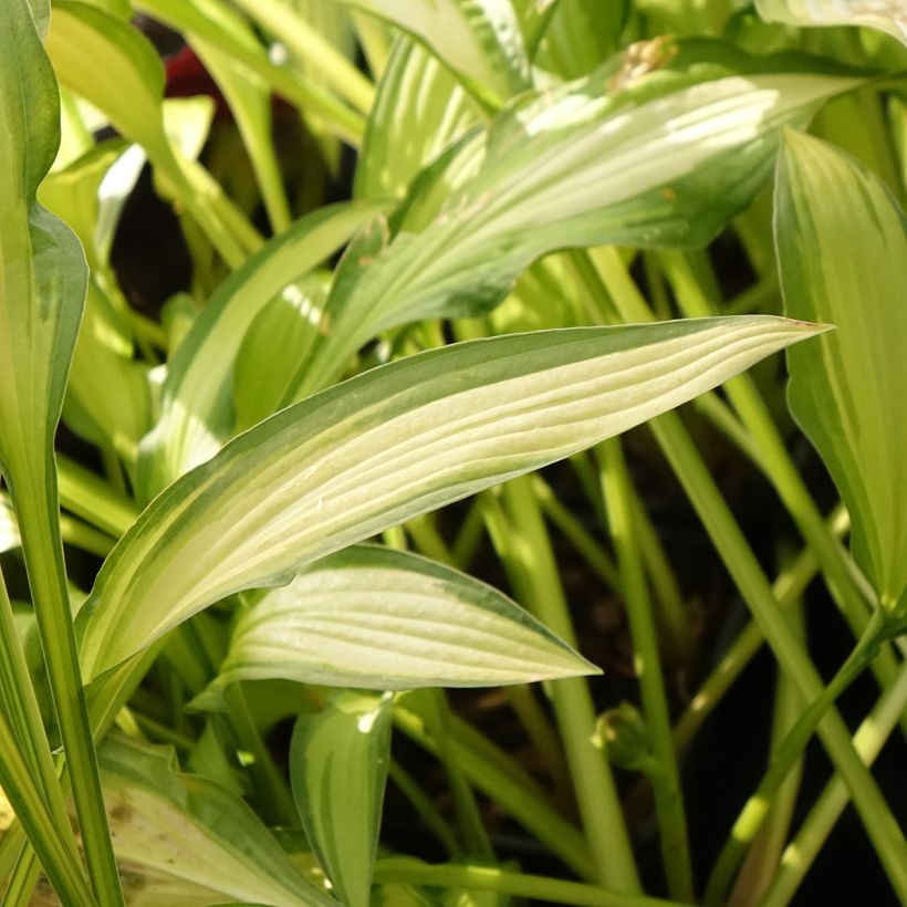 Hosta Sizzle - Hartlelie (Blad)