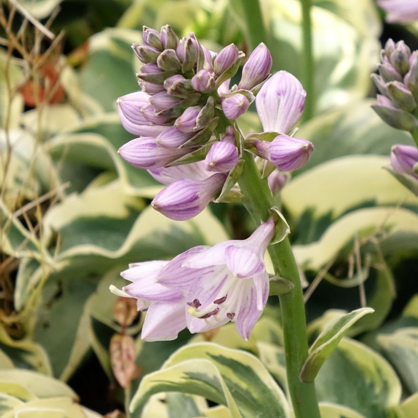 Hosta Smiling Mouse - Hartlelie (Bloei)