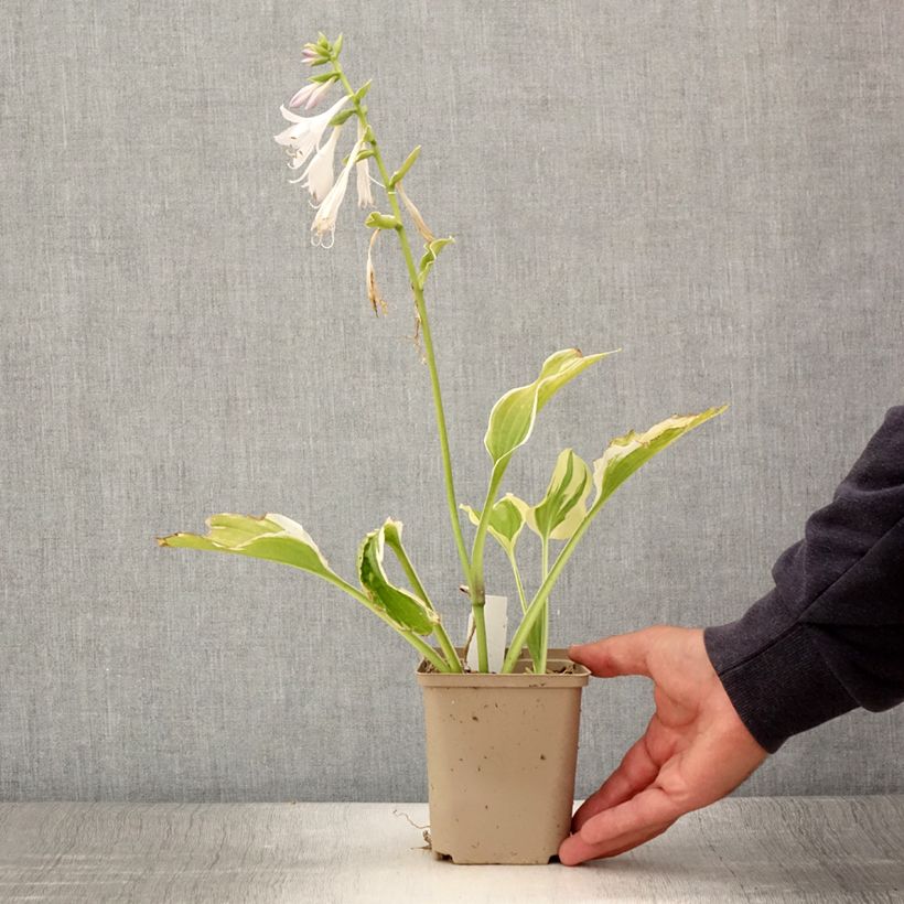 Exemplaar van Hosta So Sweet - Hartlelie Kweekpotje van 8/9 cm zoals geleverd in de zomer