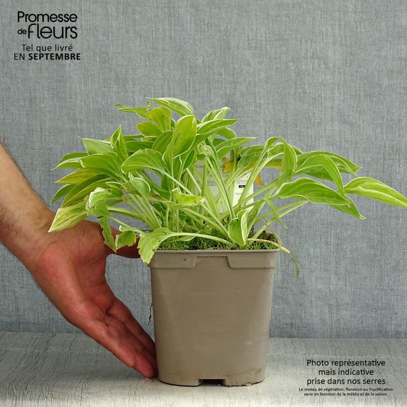 Exemplaar van Hosta So Sweet - Hartlelie Pot van 2 l/3 l zoals geleverd in de zomer