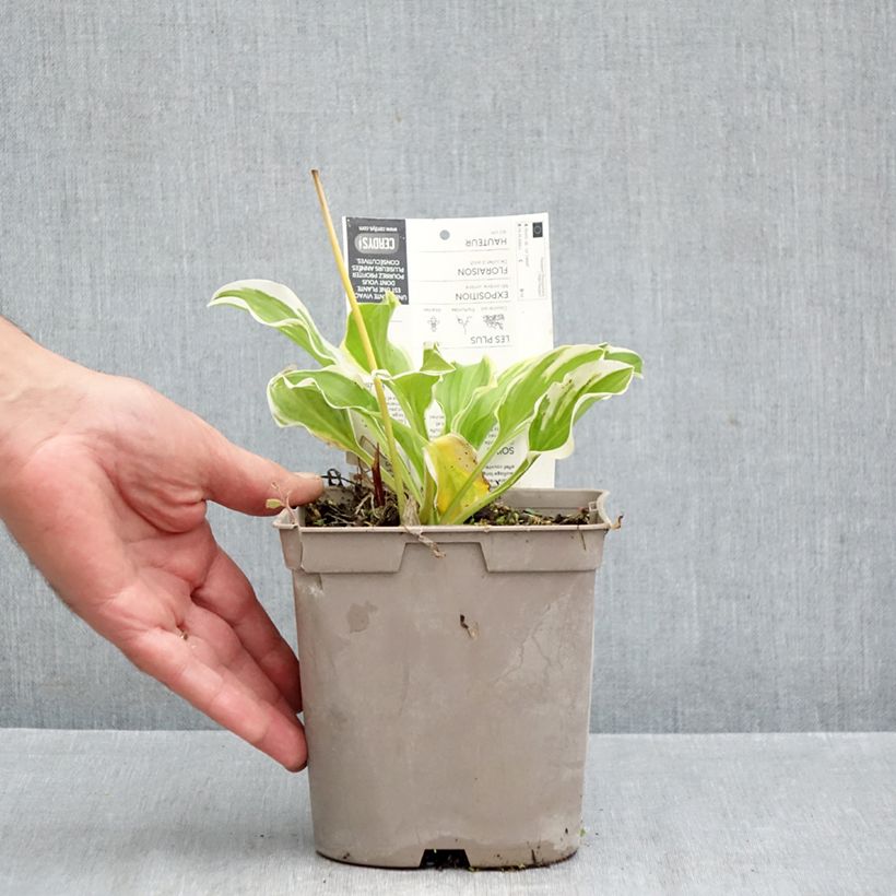 Exemplaar van Hosta So Sweet - Hartlelie Pot van 2 l/3 l zoals geleverd in de herfst