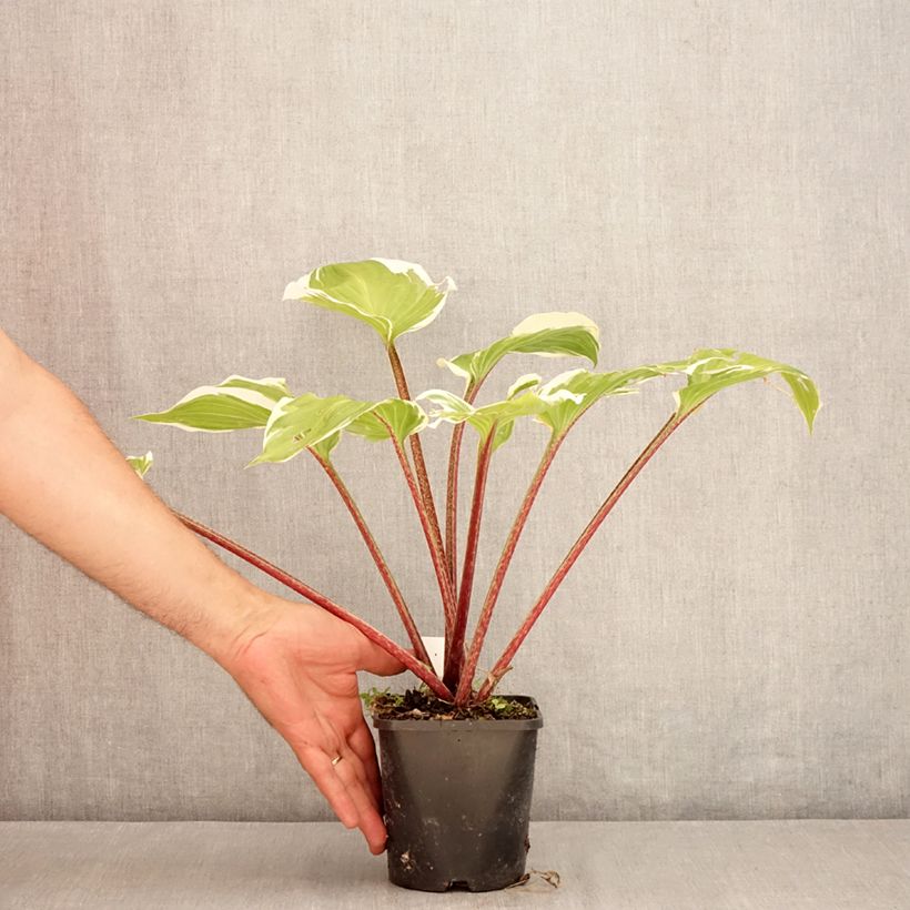 Exemplaar van Hosta Sorbet - Hartlelie Pot van 1,5 l/2 l zoals geleverd in de zomer