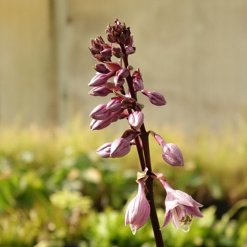 Hosta Sorbet - Hartlelie (Bloei)