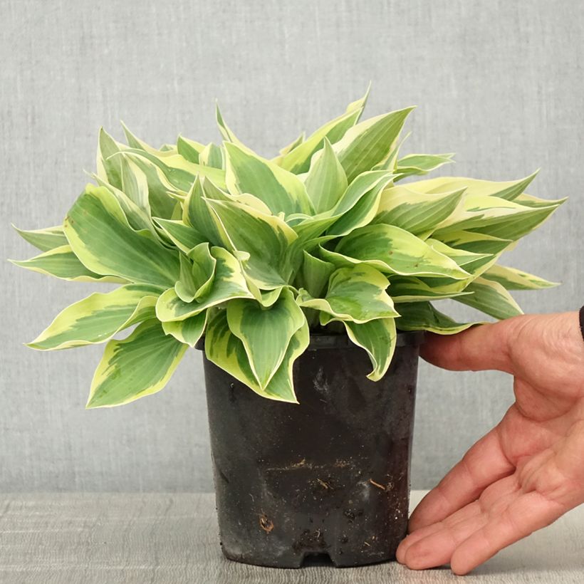 Exemplaar van Hosta Spartacus - Hartlelie Pot van 1,5 l/2 l zoals geleverd in de lente
