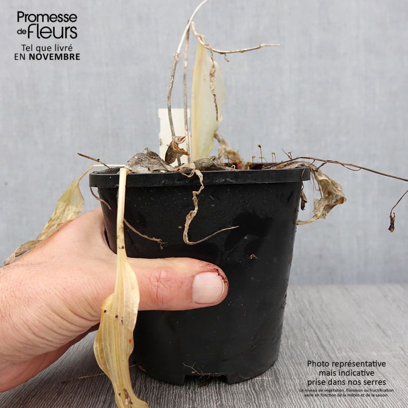 Exemplaar van Hosta Spritzer - Hartlelie Pot van 1,5 l/2 l zoals geleverd in de herfst