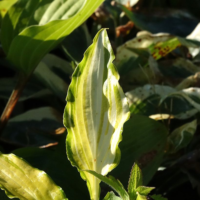 Hosta Spritzer - Hartlelie (Blad)