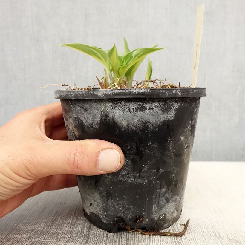 Exemplaar van Hosta Stand by Me - Hartlelie Pot van 1,5 l/2 l zoals geleverd in de lente