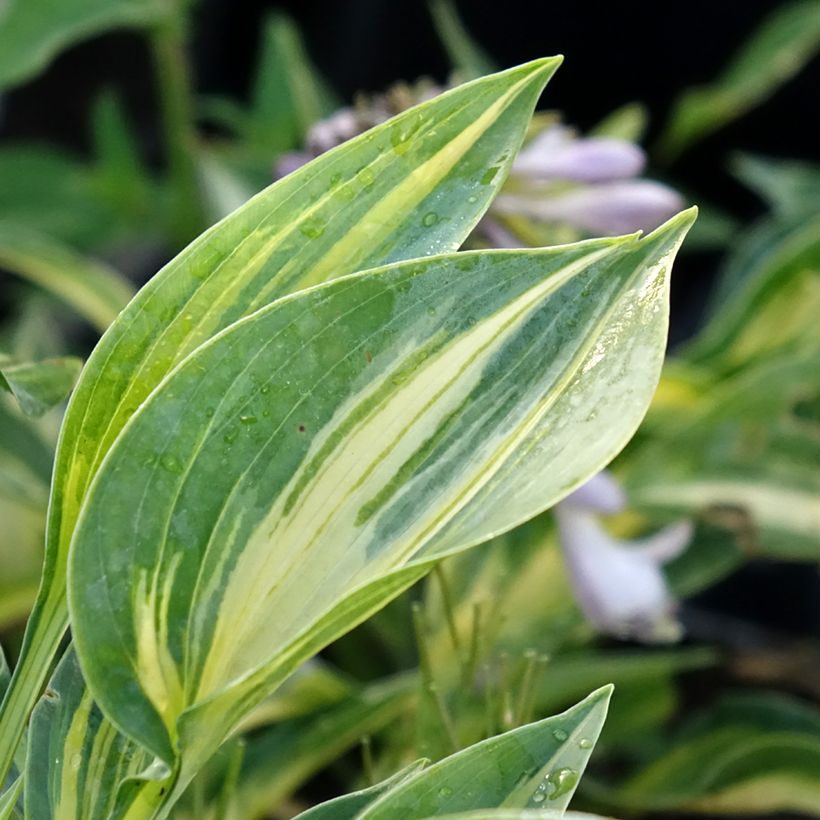 Hosta Stand by Me - Hartlelie (Blad)