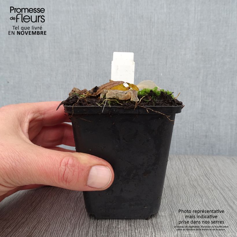 Exemplaar van Hosta Striptease - Hartlelie Kweekpotje van 8/9 cm zoals geleverd in de herfst