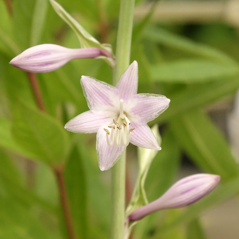 Hosta Striptease - Hartlelie (Bloei)
