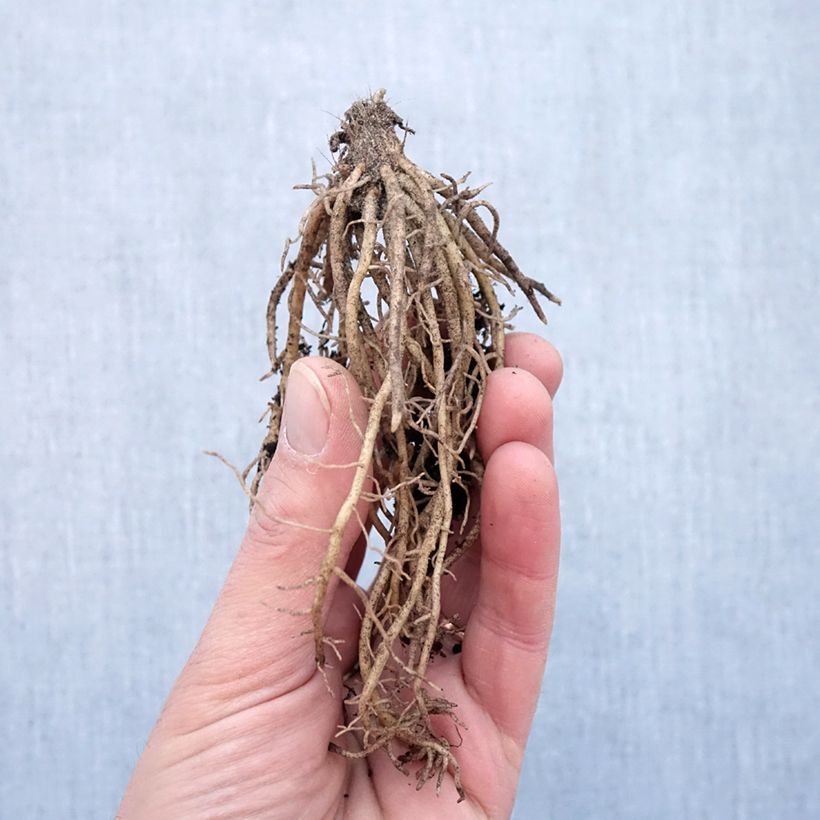 Exemplaar van Hosta Striptease - Hartlelie Naakte wortel zoals geleverd in de winter