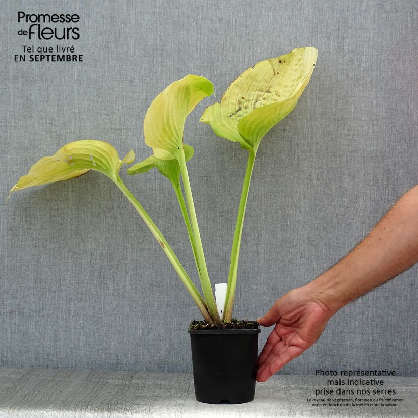 Exemplaar van Hosta Sum and Substance - Hartlelie Pot van 1,5 l/2 l zoals geleverd in de zomer