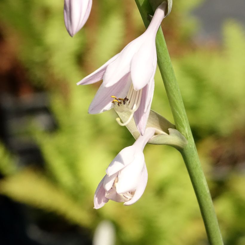 Hosta Sum and Substance - Hartlelie (Bloei)