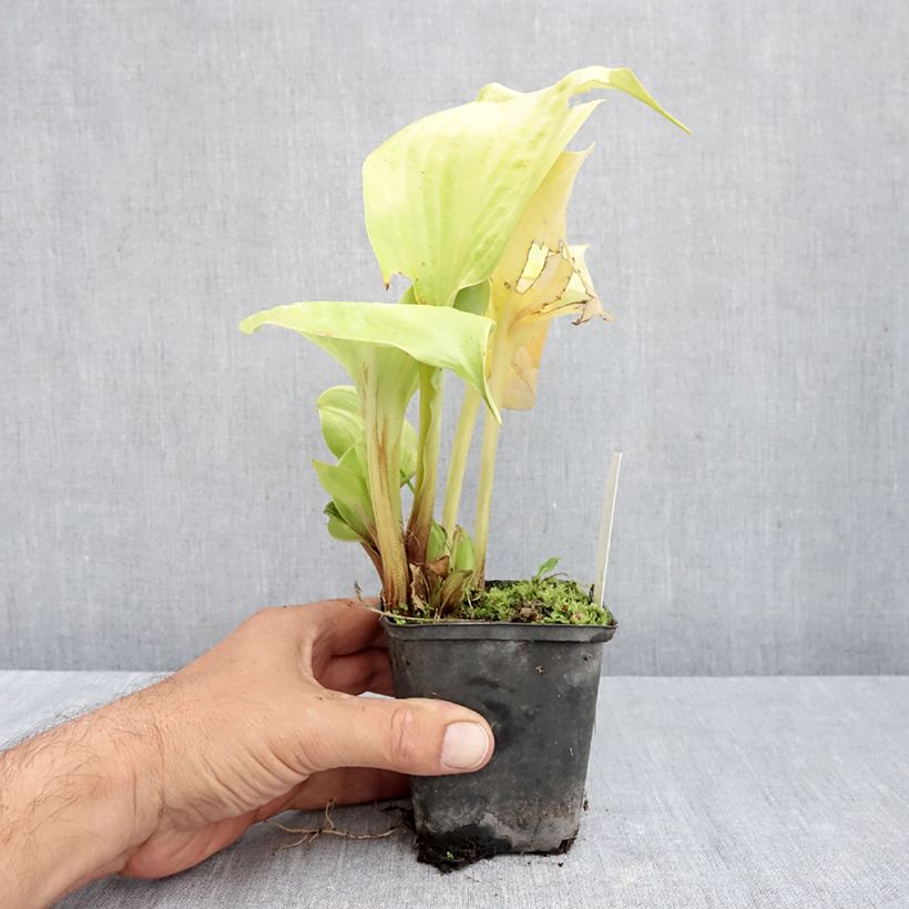 Exemplaar van Hosta Sum of All - Hartlelie Kweekpotje van 8/9 cm zoals geleverd in de herfst