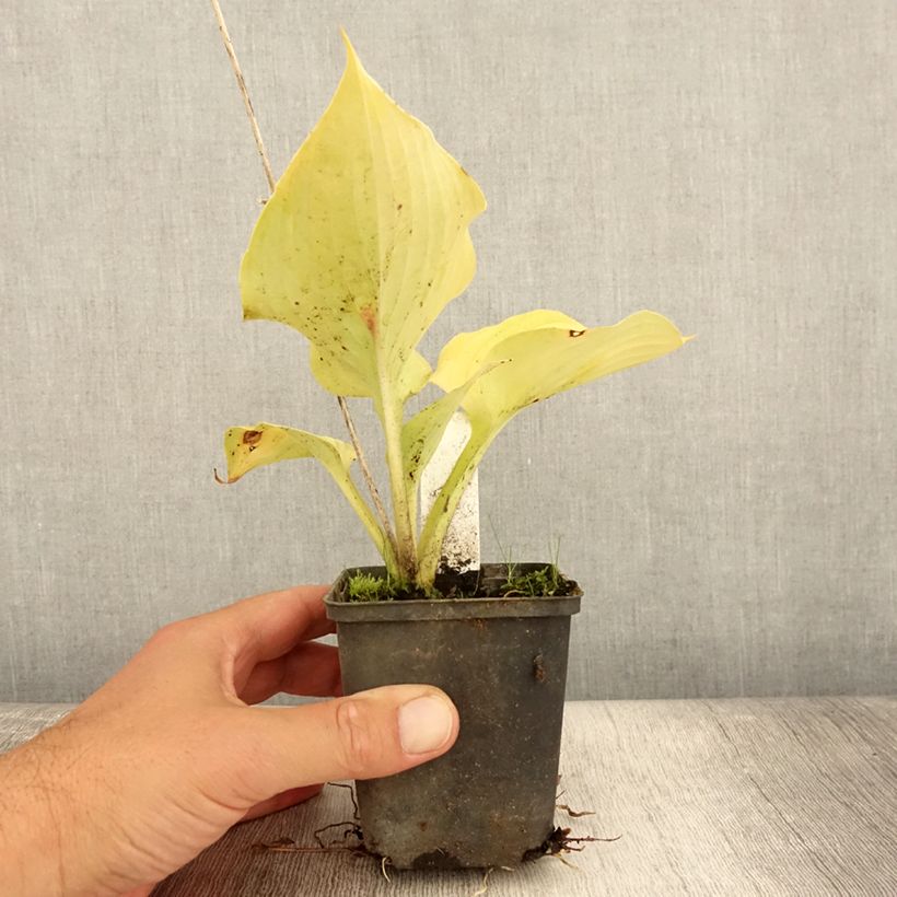 Exemplaar van Hosta Sum of All - Hartlelie Kweekpotje van 8/9 cm zoals geleverd in de zomer