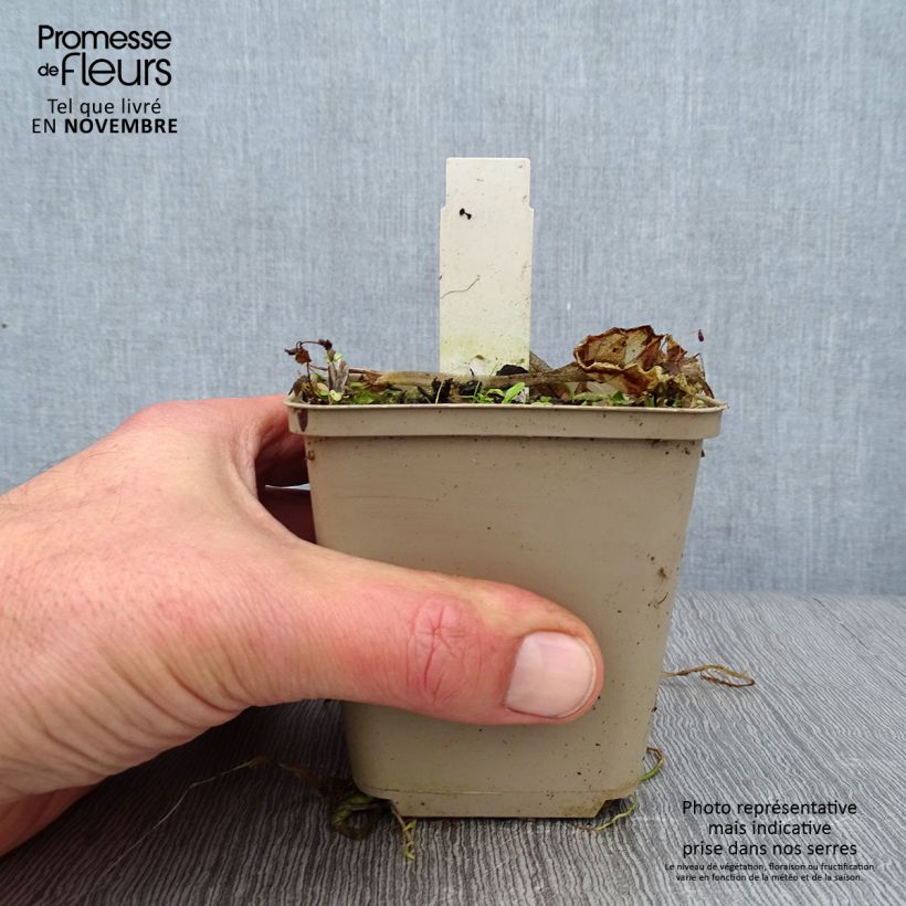 Exemplaar van Hosta Summer Breeze - Hartlelie Kweekpotje van 8/9 cm zoals geleverd in de herfst