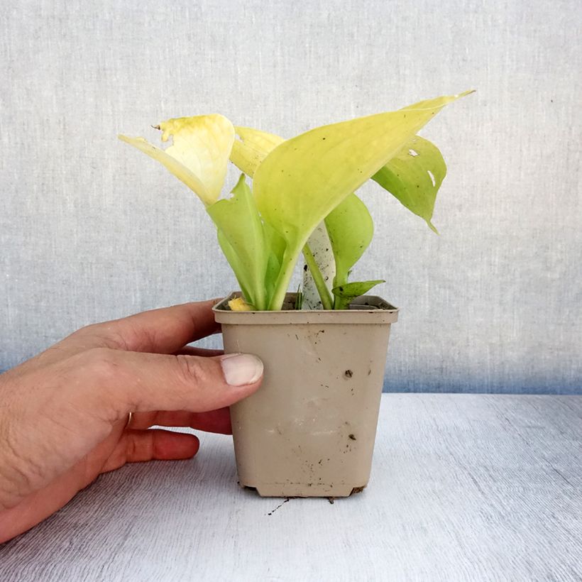 Exemplaar van Hosta Summer Breeze - Hartlelie Kweekpotje van 8/9 cm zoals geleverd in de zomer