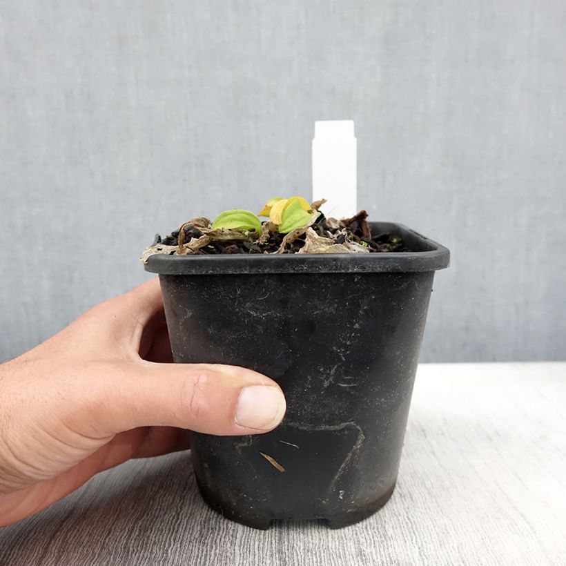 Exemplaar van Hosta Sun Mouse Pot de 1,5L/2L zoals geleverd in de herfst