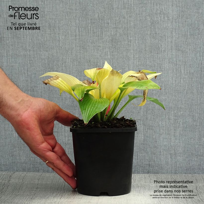 Exemplaar van Hosta Sunny Halcyon - Hartlelie Pot van 1,5 l/2 l zoals geleverd in de zomer