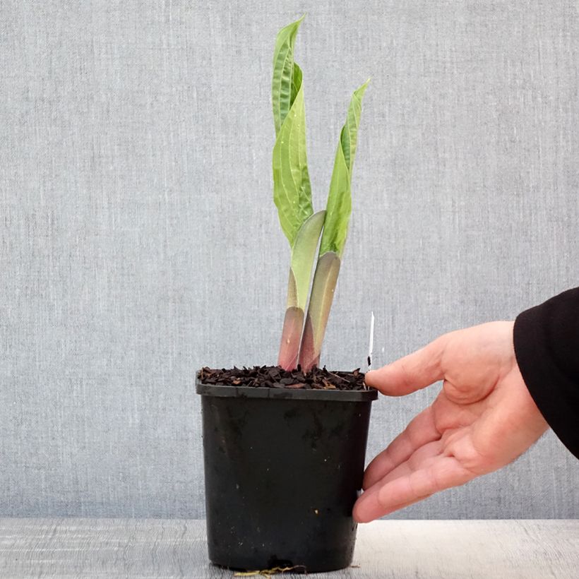 Exemplaar van Hosta T Rex - Hartlelie Pot van 1,5 l/2 l zoals geleverd in de lente