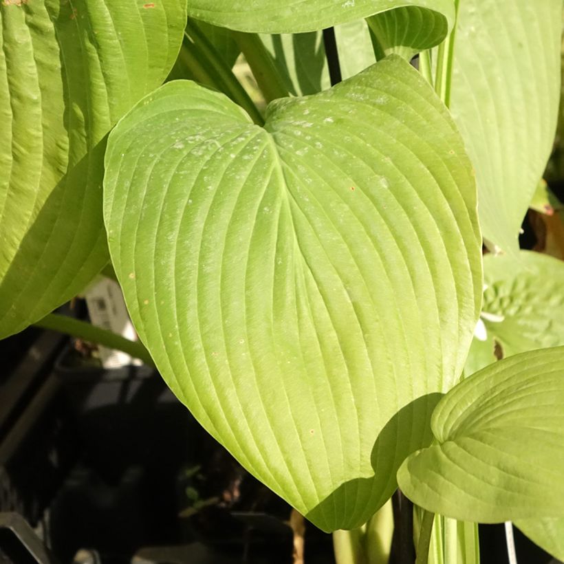 Hosta T Rex - Hartlelie (Blad)