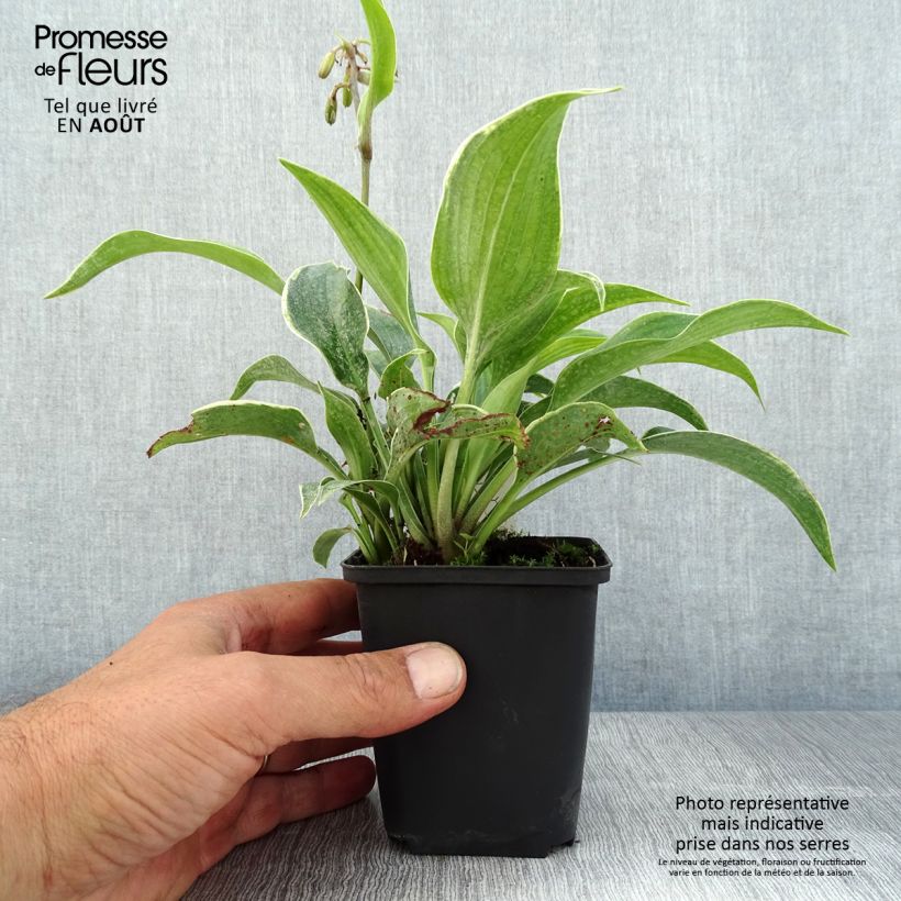 Exemplaar van Hosta tardiana El Niño - Hartlelie Kweekpotje van 8/9 cm zoals geleverd in de zomer