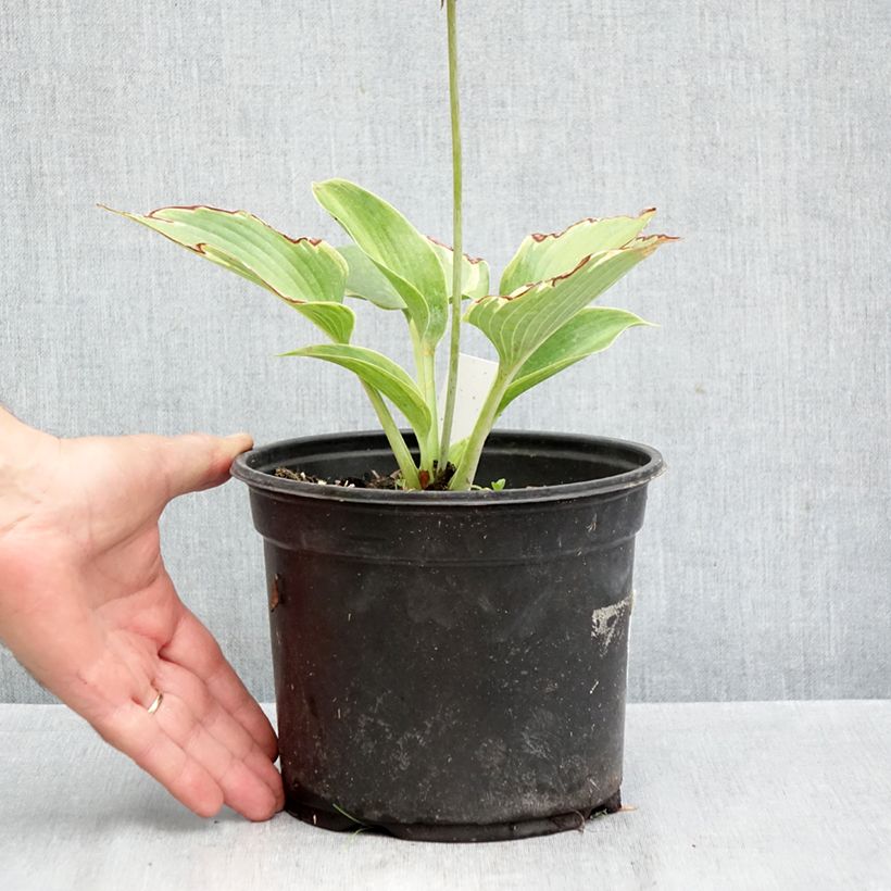 Exemplaar van Hosta tardiana El Niño - Hartlelie Pot van 2 l/3 l zoals geleverd in de herfst