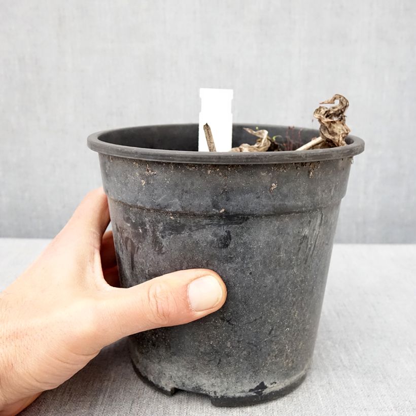 Example of Hosta tardiana El Niño - Hartlelie Pot van 2 l/3 l as you get in printemps