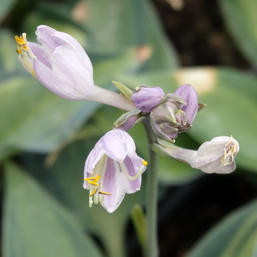 Hosta Teacher's Pride (Bloei)