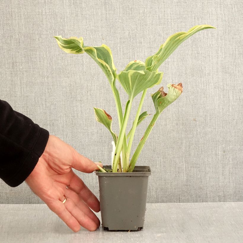 Exemplaar van Hosta The King - Hartlelie Kweekpotje van 8/9 cm zoals geleverd in de herfst