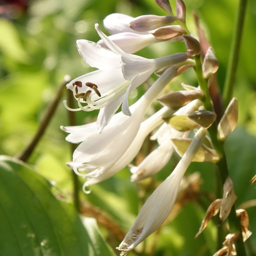 Hosta The King - Hartlelie (Bloei)